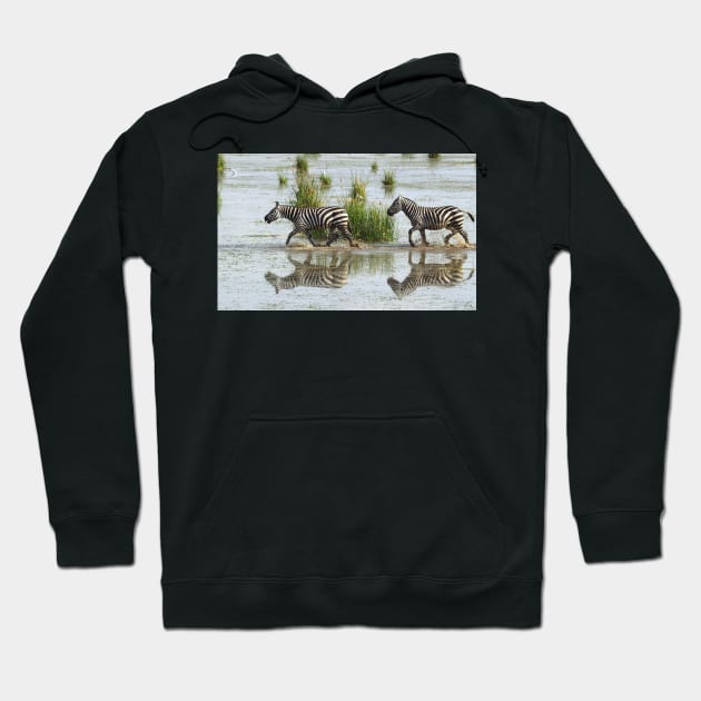 Zebras Cantering Across The Swamp Hoodie by Carole-Anne